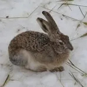 Woolly