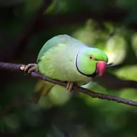 Professionals You Need to Know if You Own a Parakeet