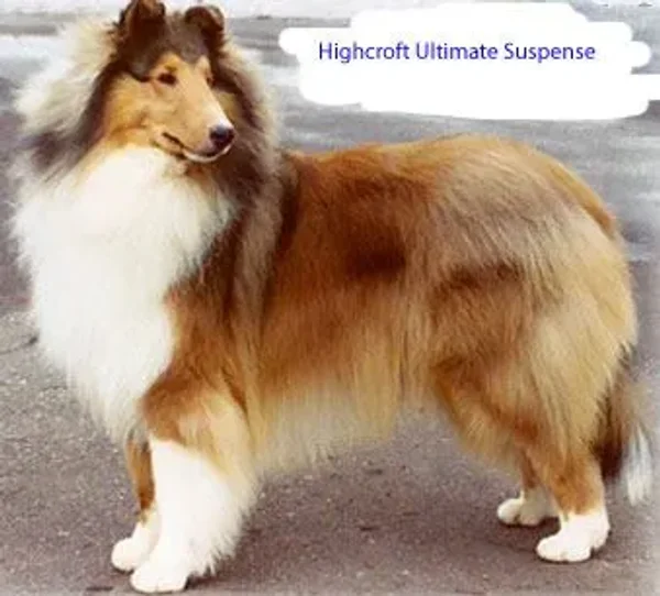 Ch Highcroft Ultimate Suspense