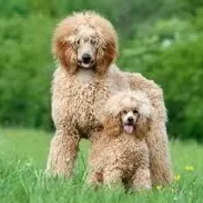 Poodle