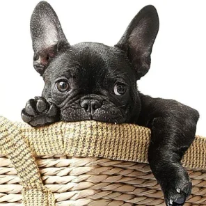 French Bulldog - Frenchie - # 9 Favorite Breed