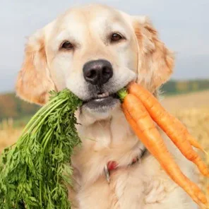 Vegetarian Cats and Dogs