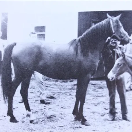 Tawali (Raseyn x Rabiyat) bay mare, foaled February 24, 1938
bred by W.K. Kellogg Institute