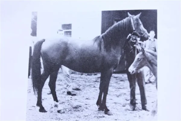 Tawali (Raseyn x Rabiyat) bay mare, foaled February 24, 1938
bred by W.K. Kellogg Institute