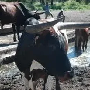 Sanga
