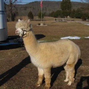 SPA Alpacas Escada
