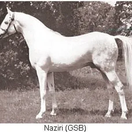 NAZIRI