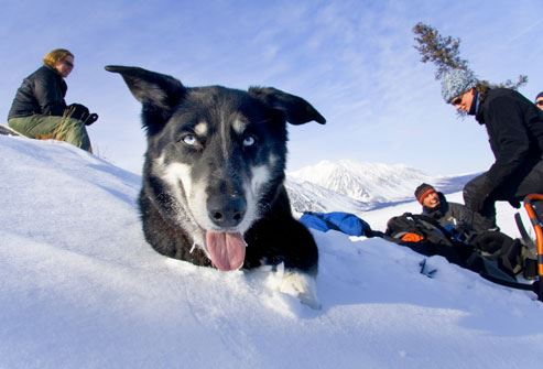 Which Dog is for You? Part II