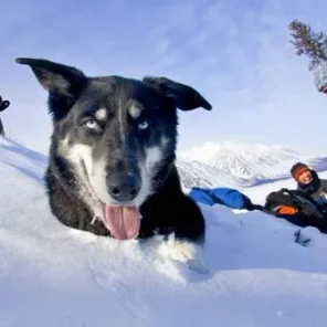 Which Dog is for You? Part II