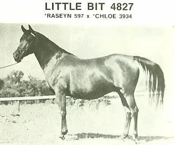 Little Bit