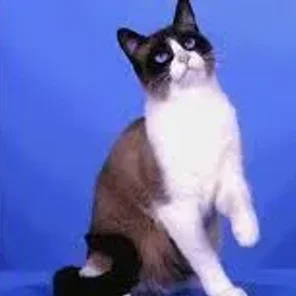Snowshoe