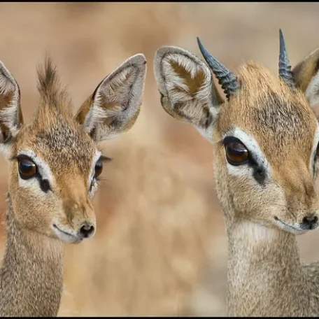 11 Delightful Facts About Dik-Diks That Will Make Them Your New Favorite Animal