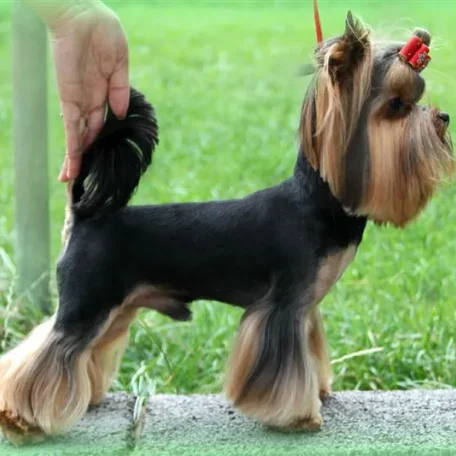 Glamorous but feisty, the Yorkshire Terrier has a vivacious spirit and a loving heart.