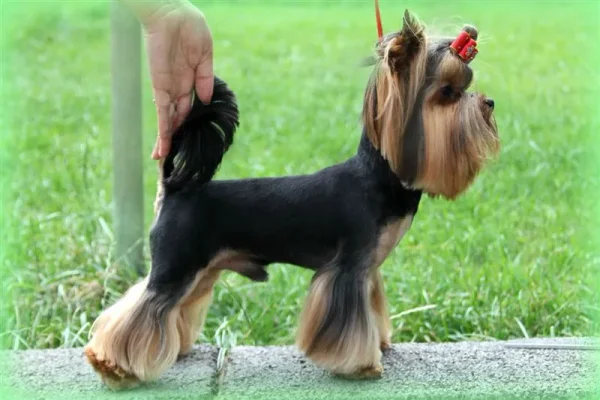 Glamorous but feisty, the Yorkshire Terrier has a vivacious spirit and a loving heart.