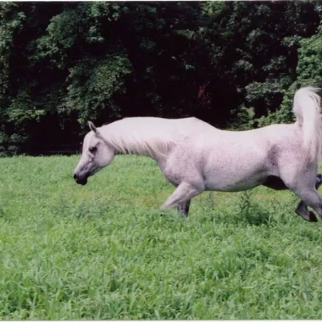 TA Jihana Bey at Luxemere Arabians