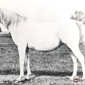 Koalicja