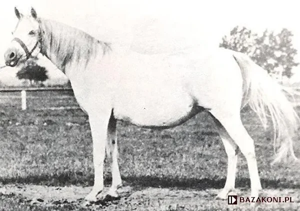 Koalicja