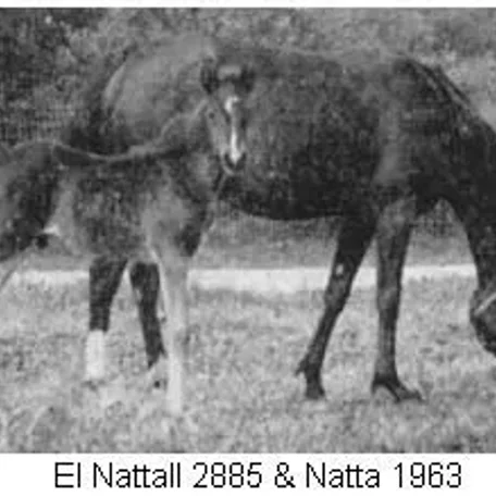 EL NATTALL 1944 Arabian Stallion.