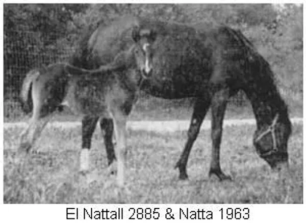 EL NATTALL 1944 Arabian Stallion.