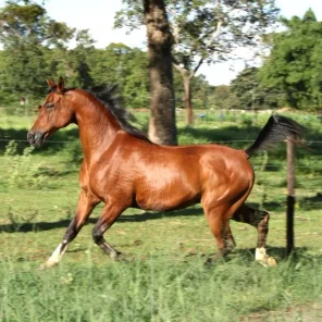 Tahyla HVP