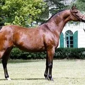Bogatynia PASB
