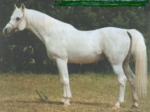 Saudi