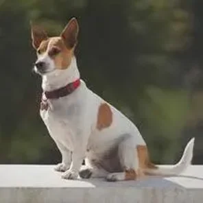 Jack Russell Terrier