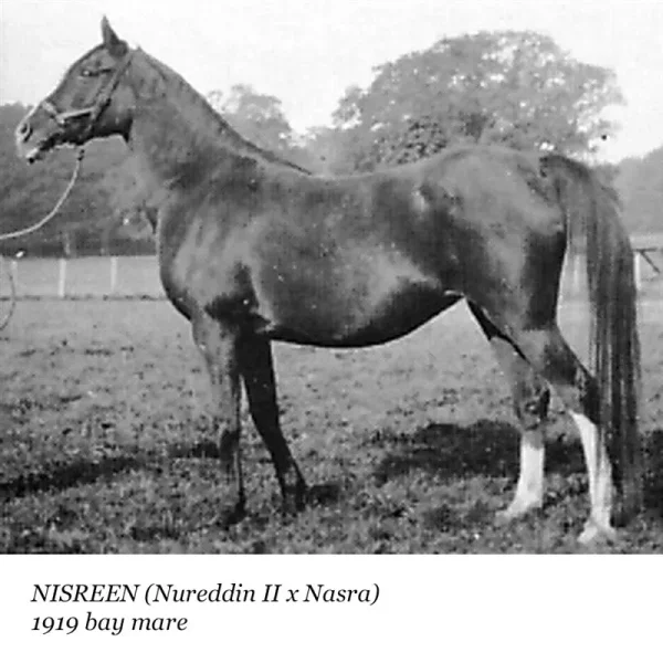 Nisreen