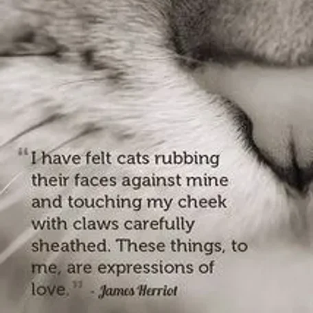 James Herriot on Feline Love