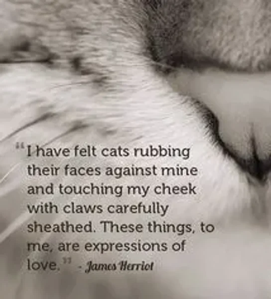 James Herriot on Feline Love