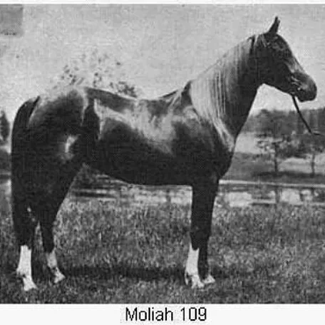 MOLIAH