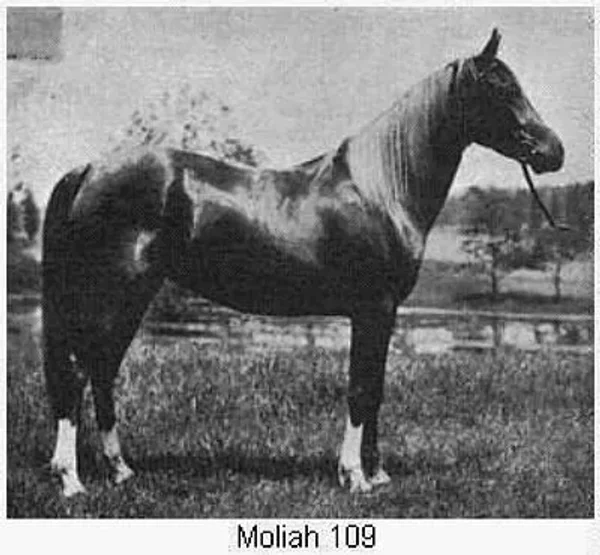 MOLIAH