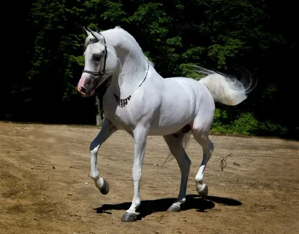 SI Prince Ali Shiraz