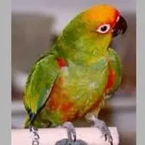 Gold-Capped Conure