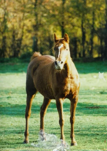 Orla II