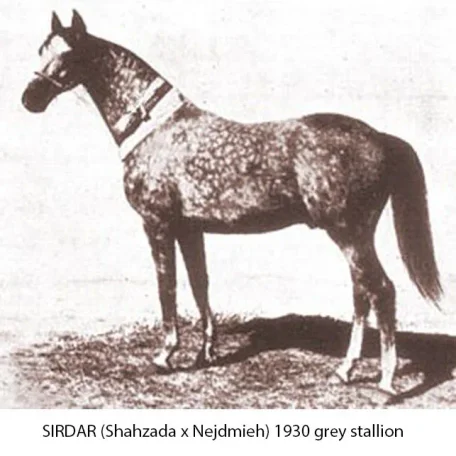 Sirdar
