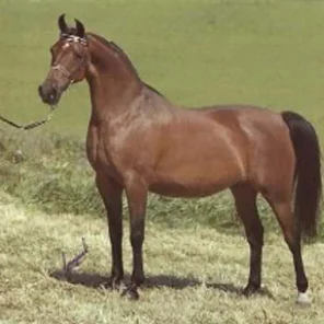 sx la quinta