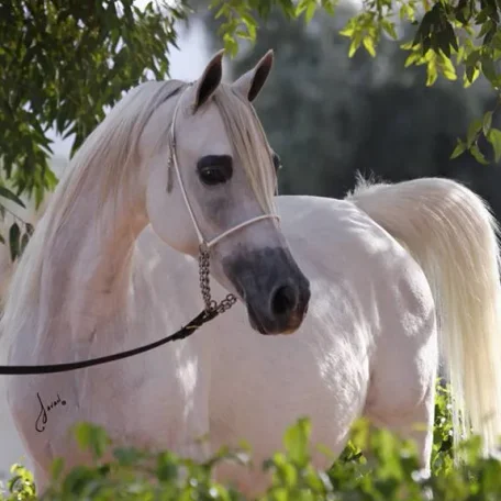 *Zerlina JM is bred to Scottsdale Supreme Champion *Pogrom.