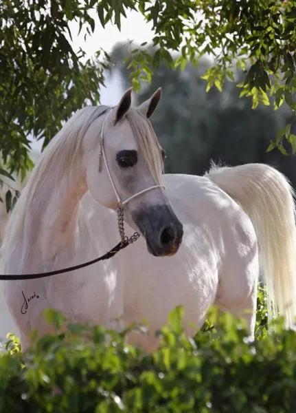 *Zerlina JM is bred to Scottsdale Supreme Champion *Pogrom.