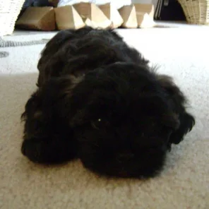 Oreo