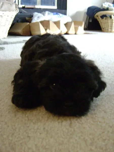 Oreo