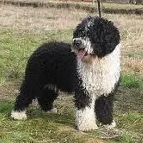 Spanish Water Dog