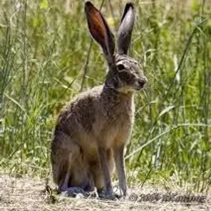 Black Jackrabbit