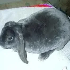 Plush Lop Mini