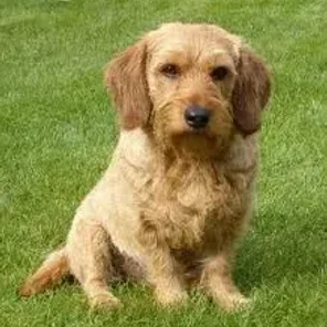 Basset Fauve de Bretagne
