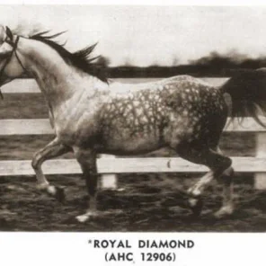 ROYAL DIAMOND
