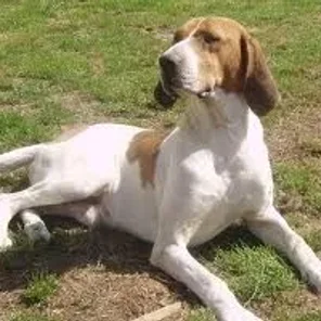 Chien Français Blanc et Orange