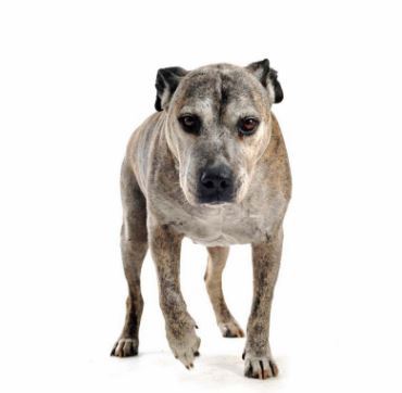 10 Ways to Help an Arthritic Dog