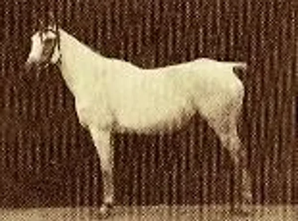 BINT OBEYA
