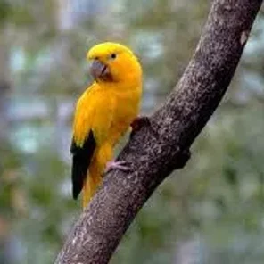 Golden Conure
